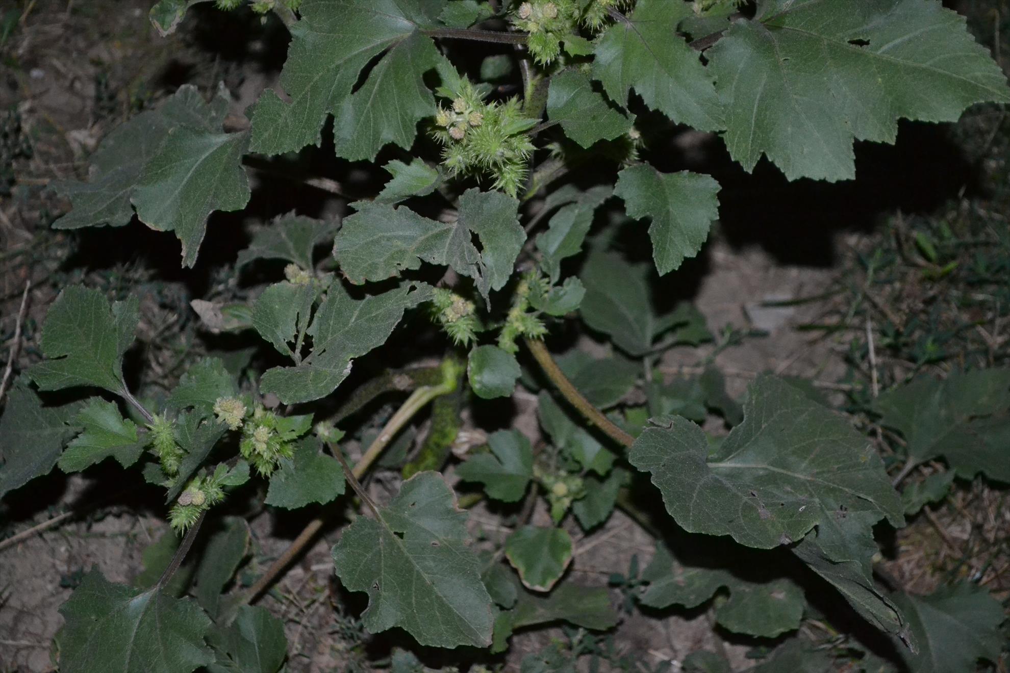 Hermes Peris 5 - 6 septembrie 2014 - dsc0992.JPG